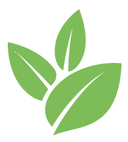 Blackberry Bush Removal