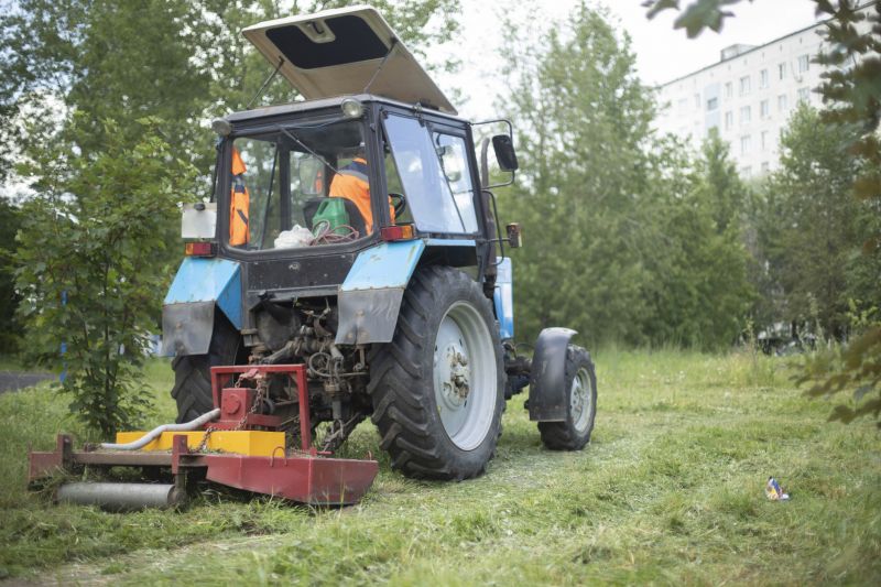 Blackberry Bush Removal