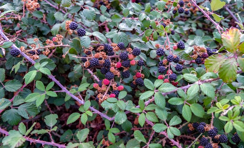 Overgrown Blackberry Bushes