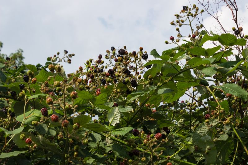 Elimination of Invasive Growth