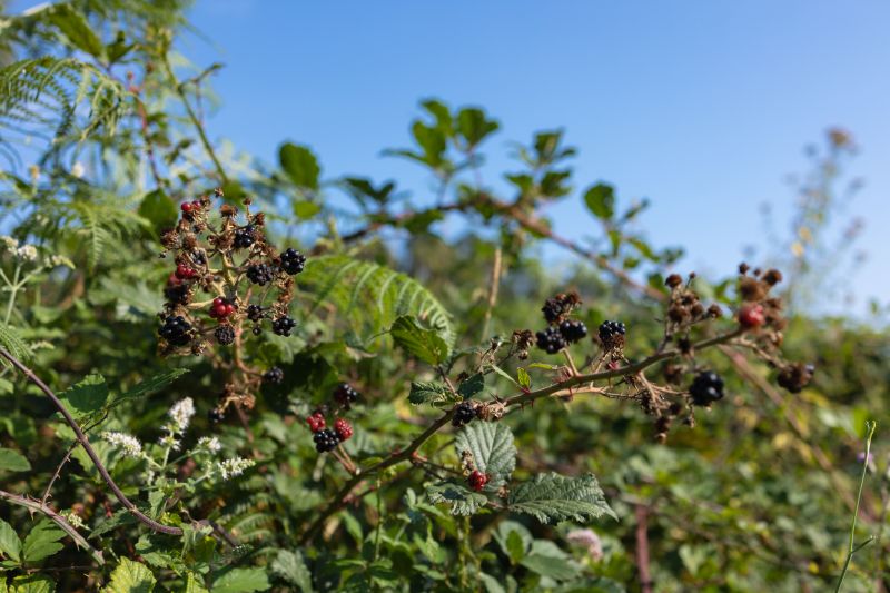 Enhancement of Aesthetics